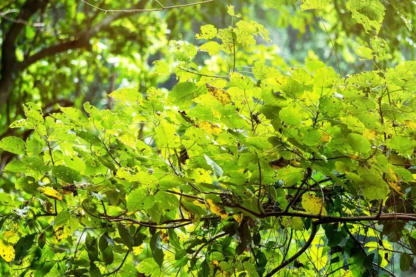 Slunce prosvítající mezi čerstvé zelené listy ráno v — Stock fotografie