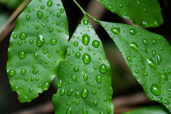 Deszcz na zielony liść. Naturalny widok zbliżenie zielony liść z cop — Zdjęcie stockowe