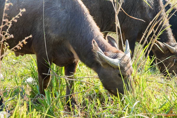 Water buffalo eating grass on meadow nature background. — Stock Photo, Image