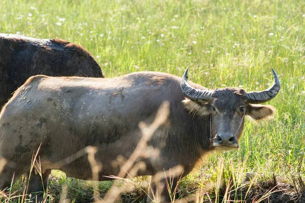 Water buffalo eating grass on meadow nature background. — Stock Photo, Image