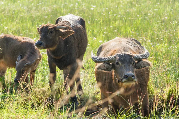 Water buffalo eating grass on meadow nature background. — Stock Photo, Image