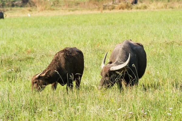 Búfalo de agua comiendo hierba en el fondo de la naturaleza pradera . —  Fotos de Stock