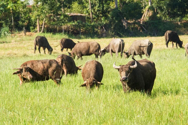 Búfalo de agua comiendo hierba en el fondo de la naturaleza pradera . —  Fotos de Stock