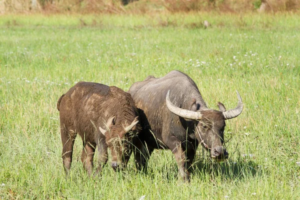 Water buffalo eating grass on meadow nature background. — Stock Photo, Image