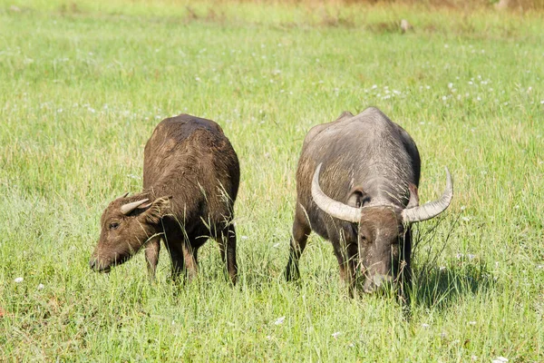 Water buffalo eating grass on meadow nature background. — Stock Photo, Image