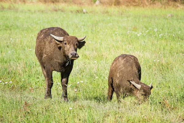 Búfalo de agua comiendo hierba en el fondo de la naturaleza pradera . —  Fotos de Stock