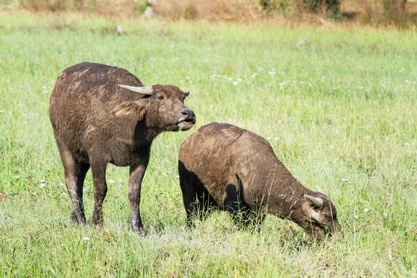 Búfalo de agua comiendo hierba en el fondo de la naturaleza pradera . —  Fotos de Stock