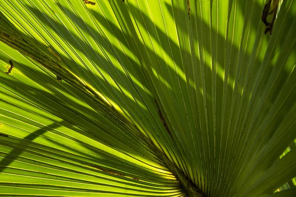 Luz y sombra, Línea y texturas de hojas de palma verde, abstra — Foto de Stock