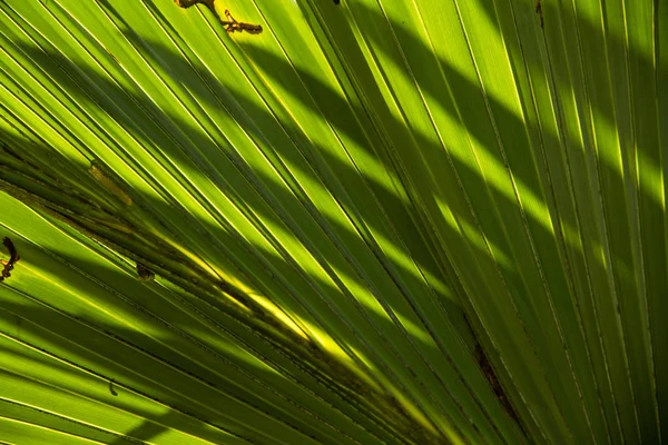Luz y sombra, Línea y texturas de hojas de palma verde, abstra — Foto de Stock