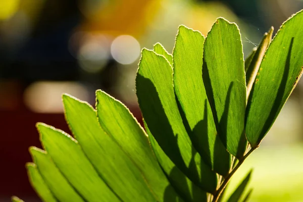 Luz e sombra, linha e texturas de folhas de palma verde, abstra — Fotografia de Stock