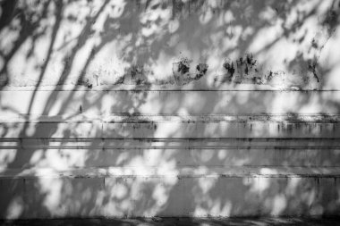 Beyaz duvar arka plan üzerinde gölgeler yaprağın arka plan