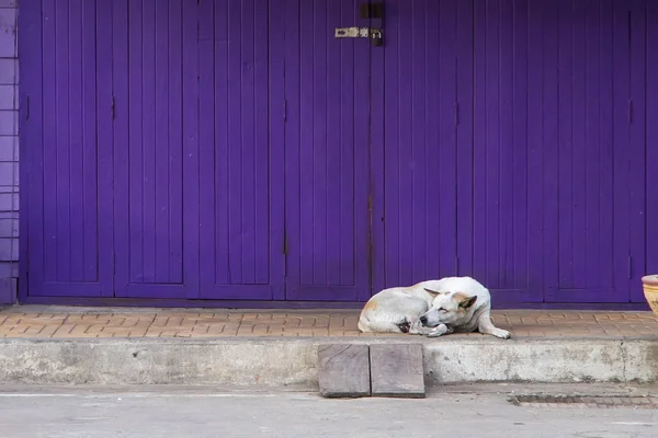 Ретро складная фиолетовая дверь со спящей собакой в винтажном стиле — стоковое фото