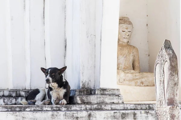 사원, 태국에에서 흰색 탑에 개. — 스톡 사진