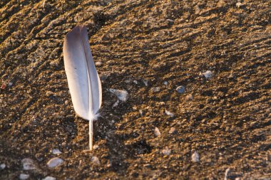 Tüy güvercinler yerde.