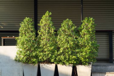 Yeşil ağaç bush sabah ışıkta beyaz tencerede.