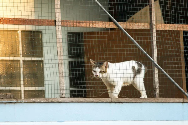Кішки за ґратами вікна притулку . — стокове фото