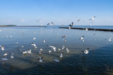 Martılar deniz kıyısı, küçük balık avlamak.