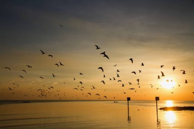 Martı kuşu inanılmaz renkli gökyüzü ve alacakaranlık sunse denizde