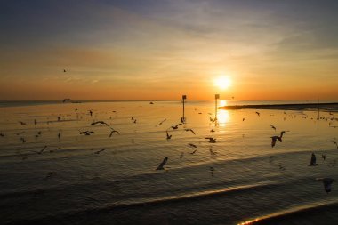 Martı kuşu inanılmaz renkli gökyüzü ve alacakaranlık sunse denizde