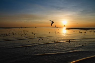 Martı kuşu inanılmaz renkli gökyüzü ve alacakaranlık sunse denizde