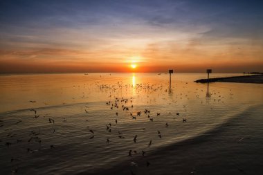 Martı kuşu inanılmaz renkli gökyüzü ve alacakaranlık sunse denizde