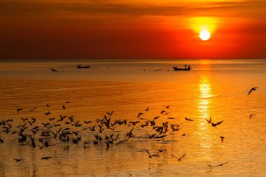 Martı kuşu inanılmaz renkli gökyüzü ve alacakaranlık sunse denizde