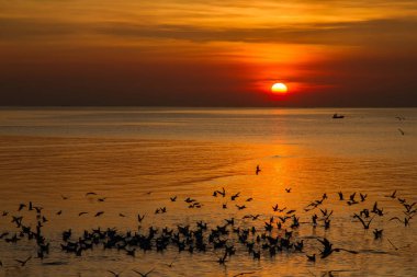 Martı kuşu inanılmaz renkli gökyüzü ve alacakaranlık sunse denizde
