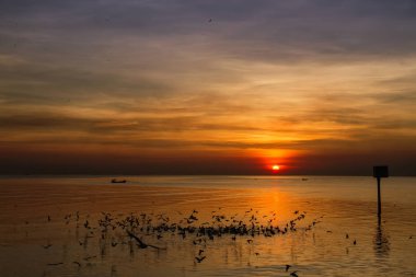 Martı kuşu inanılmaz renkli gökyüzü ve alacakaranlık sunse denizde