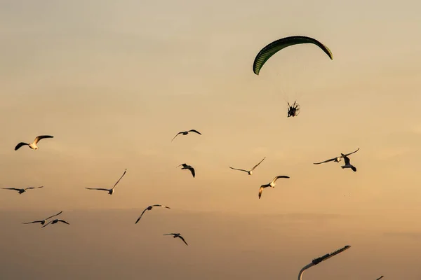 Günbatımında uçan siluet Paramotor, paraşüt, Paraglide — Stok fotoğraf