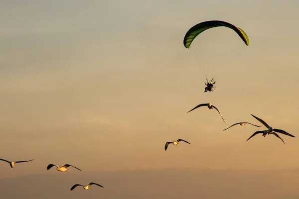 Silhouette Paramotor, fallskärm, paraglida flyger i solnedgången — Stockfoto