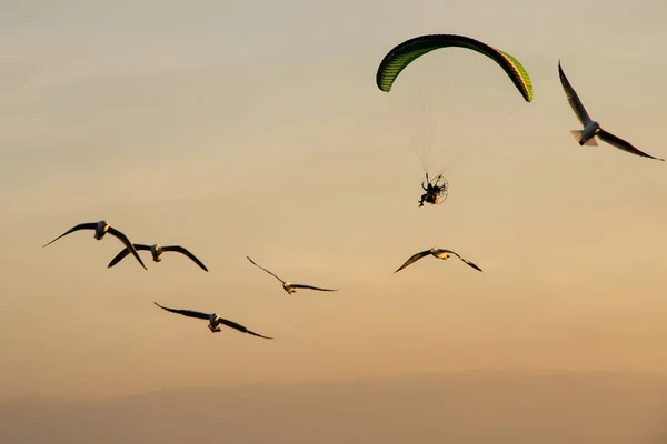 Silhueta Paramotor, Paraquedas, Parapente voando ao pôr do sol — Fotografia de Stock