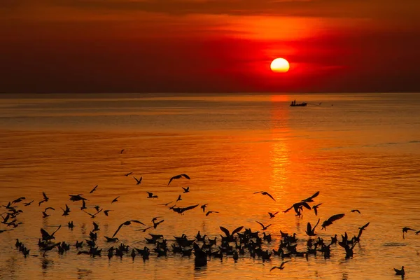 Martı kuşu inanılmaz renkli gökyüzü ve alacakaranlık sunse denizde