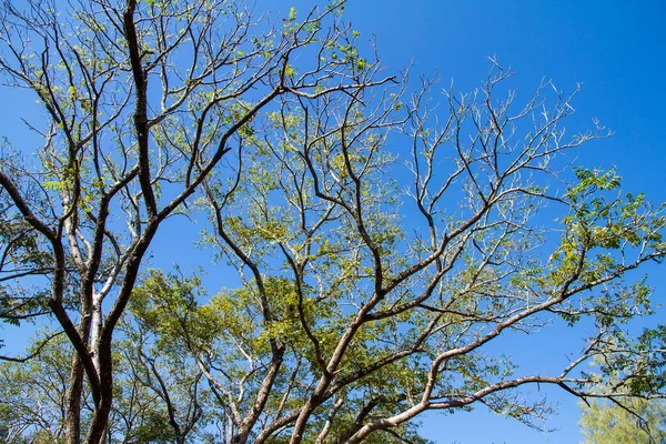 El árbol sobre fondo azul del cielo —  Fotos de Stock