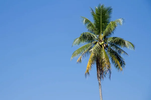 Kokos trädet på blå himmel bakgrund — Stockfoto