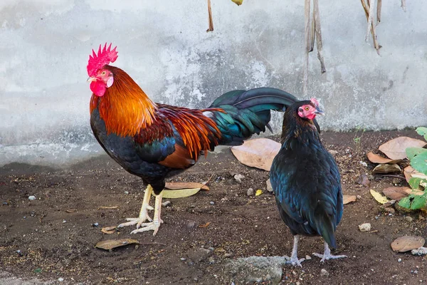 Egy pár csirke, Thaiföld. — Stock Fotó