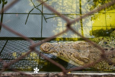 Dinlenme: Samut Prakan Timsah çiftliği ve Hayvanat Bahçesi, Thail timsahlar