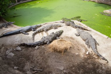 Dinlenme: Samut Prakan Timsah çiftliği ve Hayvanat Bahçesi, Thail timsahlar