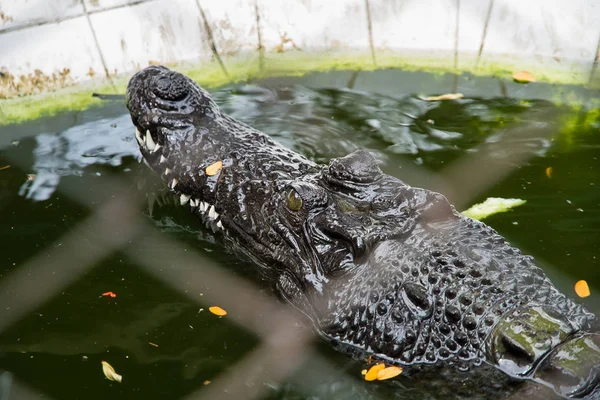 Krokodile ruhen auf Samut Prakan Krokodilfarm und Zoo, Thailand — Stockfoto