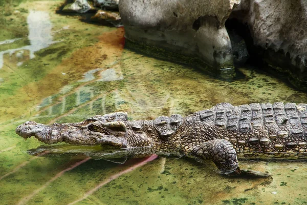 Cocodrilos Descansando en Samut Prakan Crocodile Farm and Zoo, Thail —  Fotos de Stock
