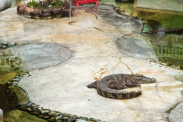 Крокодилы отдыхают на крокодиловой ферме и зоопарке Самута Пракана, Тайл — стоковое фото