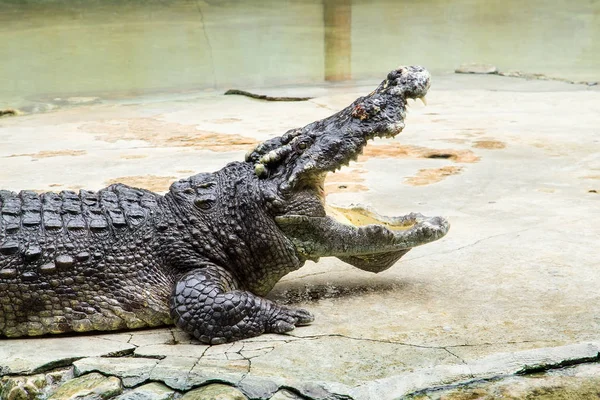Крокодилы отдыхают на крокодиловой ферме и зоопарке Самута Пракана, Тайл — стоковое фото