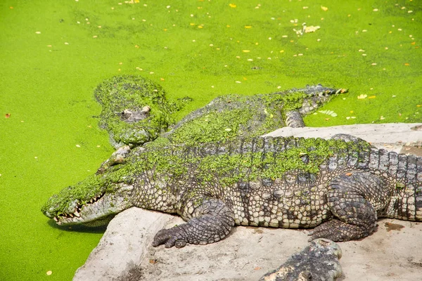 Cocodrilos Descansando en Samut Prakan Crocodile Farm and Zoo, Thail —  Fotos de Stock