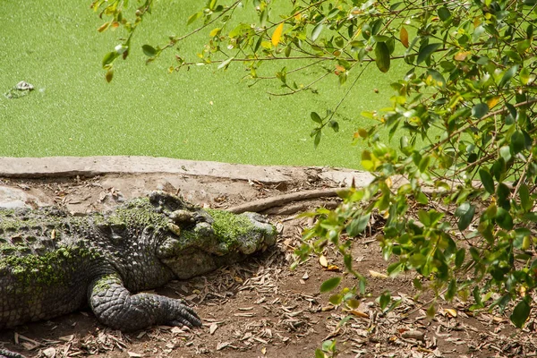 Crocodilii se odihnesc la ferma de crocodil Samut Prakan și grădina zoologică, Thail — Fotografie, imagine de stoc