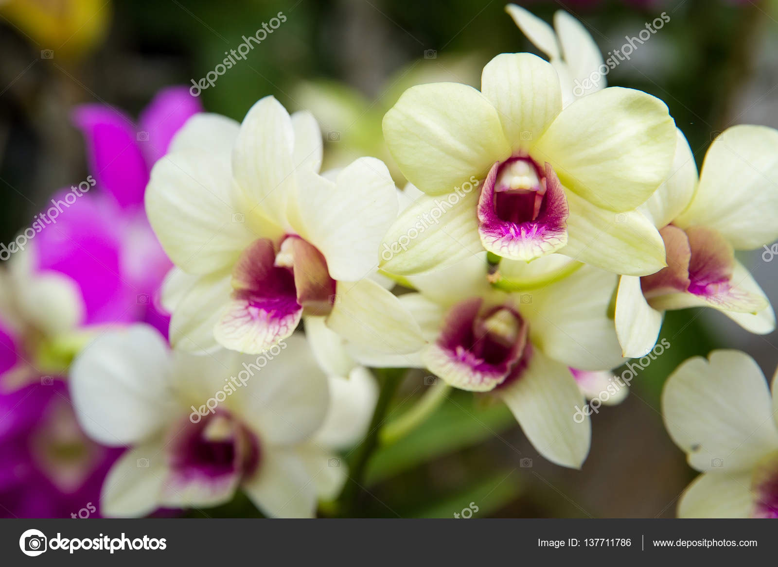 Thai Blumen Thai Blumen