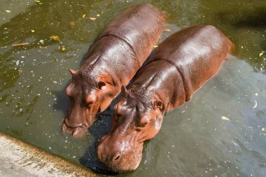 Samut Prakan timsah çiftliğinde suda yüzme su aygırı bir