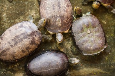 Kaplumbağa: Samut Prakan Timsah çiftliği ve Hayvanat Bahçesi, Tayland.