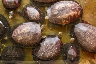 Kaplumbağa: Samut Prakan Timsah çiftliği ve Hayvanat Bahçesi, Tayland.