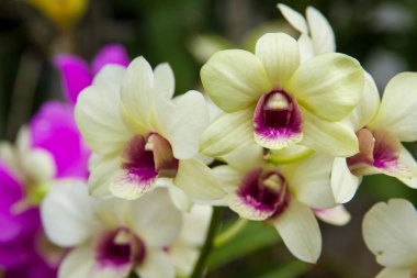 Tay Orkide çiçek Tayland kraliçesi