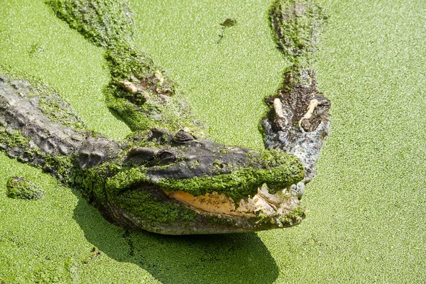 Crocodilos descansando na fazenda de crocodilos Samut Prakan e zoológico, Thail — Fotografia de Stock