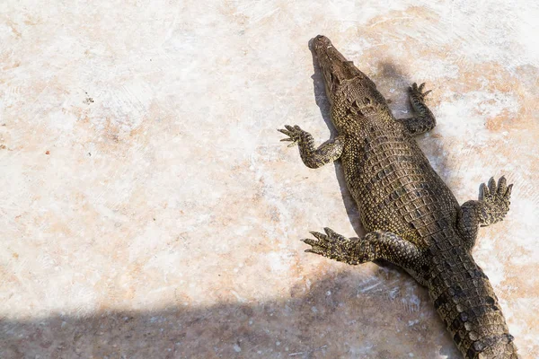 Crocodiles Resting at Samut Prakan Crocodile Farm and Zoo, Thail — Stock Photo, Image